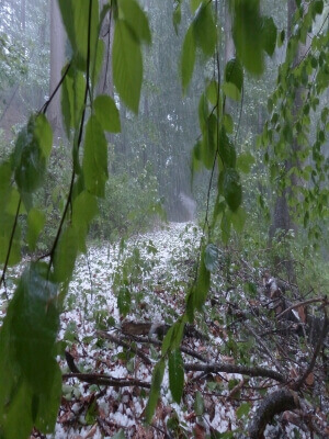 Hail in forest