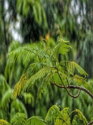 Rain on plant